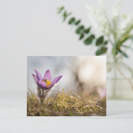 Postkarte für größere Blume (Stehend Vorderseite)