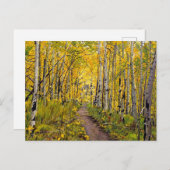 Postkarte für Herbst-Aspen-Baumbestand (Vorne/Hinten)