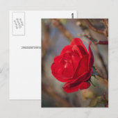 Postkarte für Herbst-Rose (Vorne/Hinten)