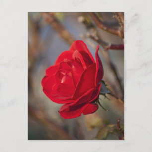 Postkarte für Herbst-Rose