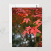 Postkarte für Herbstausgänge (Vorne/Hinten)