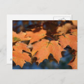 Postkarte für Herbstausgänge (Vorne/Hinten)