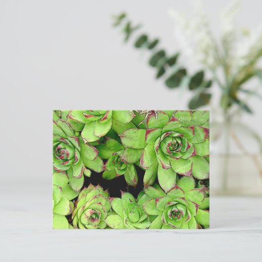 Postkarte für Hühner und Hühner (Stehend Vorderseite)