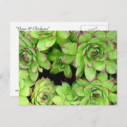 Postkarte für Hühner und Hühner (Vorne/Hinten)