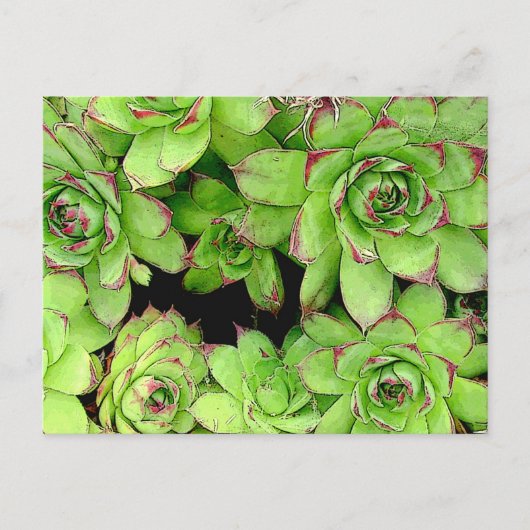 Postkarte für Hühner und Hühner (Vorderseite)