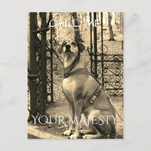 Postkarte für Hunde-Liebhaber mit Text und Foto