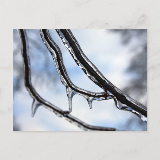 Postkarte für Icy Branches (Vorderseite)