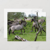 Postkarte für Kampfhengste (Vorne/Hinten)