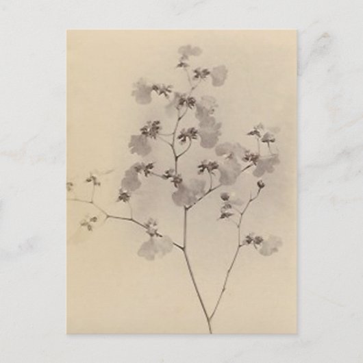 Postkarte für Kirschblüten (Vorderseite)