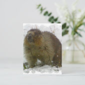 Postkarte für klassische Biber (Stehend Vorderseite)