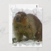 Postkarte für klassische Biber (Vorne/Hinten)