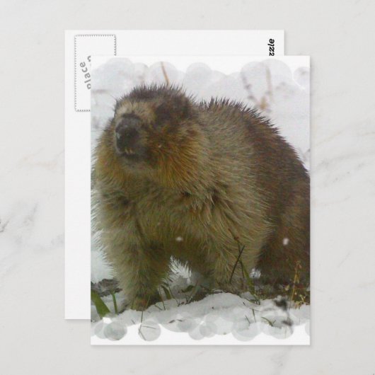 Postkarte für klassische Biber (Vorne/Hinten)