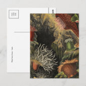 Postkarte für klassische Illustration (Vorne/Hinten)