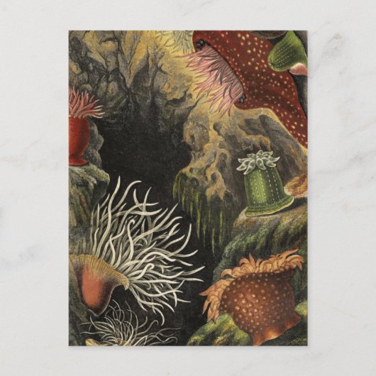 Postkarte für klassische Illustration (Vorderseite)