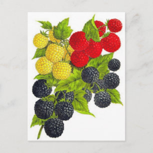 Postkarte für klassische Illustration