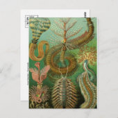 Postkarte für klassische Illustration (Vorne/Hinten)