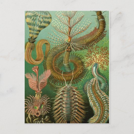 Postkarte für klassische Illustration (Vorderseite)