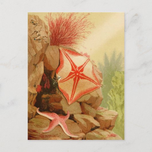 Postkarte für klassische Illustration (Vorderseite)