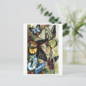 Postkarte für klassische Illustration (Stehend Vorderseite)