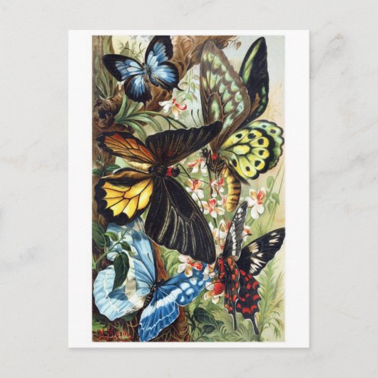 Postkarte für klassische Illustration (Vorderseite)