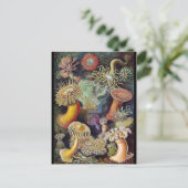 Postkarte für klassische Illustration (Stehend Vorderseite)