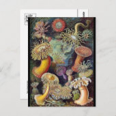 Postkarte für klassische Illustration (Vorne/Hinten)