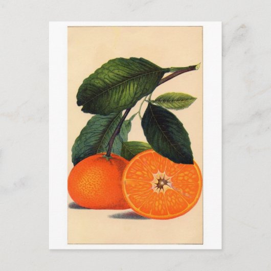 Postkarte für klassische Illustration (Vorderseite)