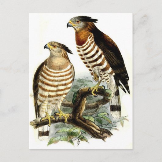 Postkarte für klassische Illustration (Vorderseite)