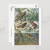 Postkarte für klassische Illustration (Vorne/Hinten)