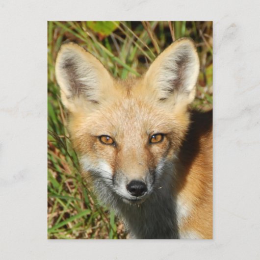 Postkarte für klassisches Foto (Vorderseite)
