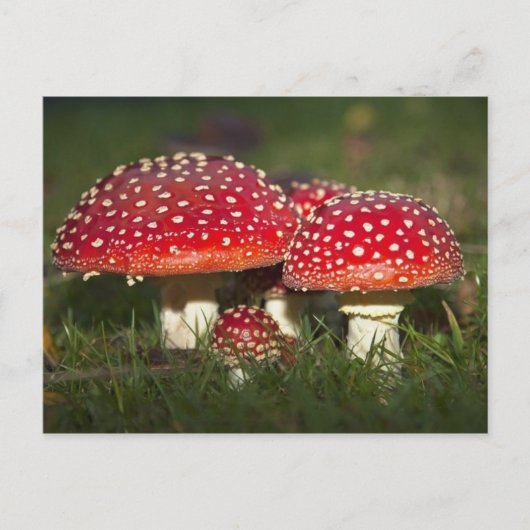 Postkarte für klassisches Foto (Vorderseite)