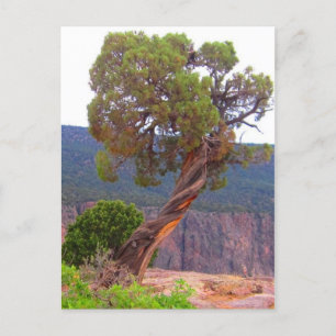 Postkarte für klassisches Foto