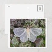 Postkarte für klassisches Foto (Vorne/Hinten)