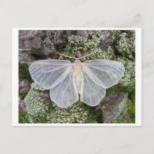 Postkarte für klassisches Foto