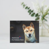 Postkarte für koreanischen Jindo (Stehend Vorderseite)
