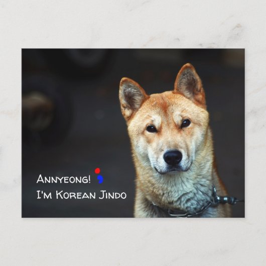 Postkarte für koreanischen Jindo (Vorderseite)