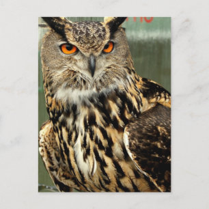 Postkarte für Langhaarkasse