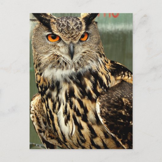 Postkarte für Langhaarkasse (Vorderseite)