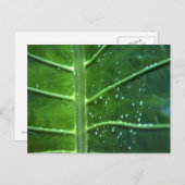 Postkarte für Leaf- und Wassertropfen (Vorne/Hinten)