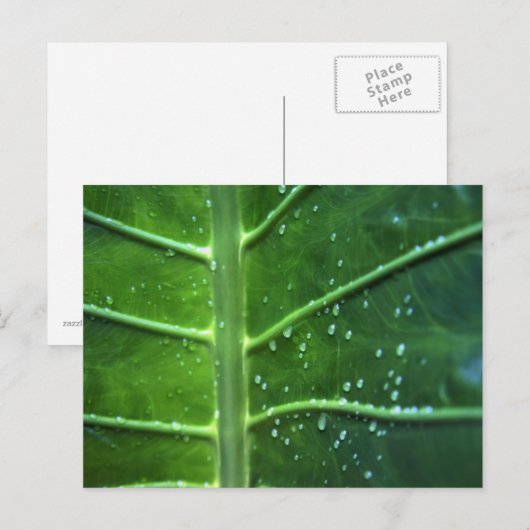 Postkarte für Leaf- und Wassertropfen (Vorne/Hinten)