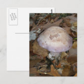 Postkarte für lila Pilze (Vorne/Hinten)