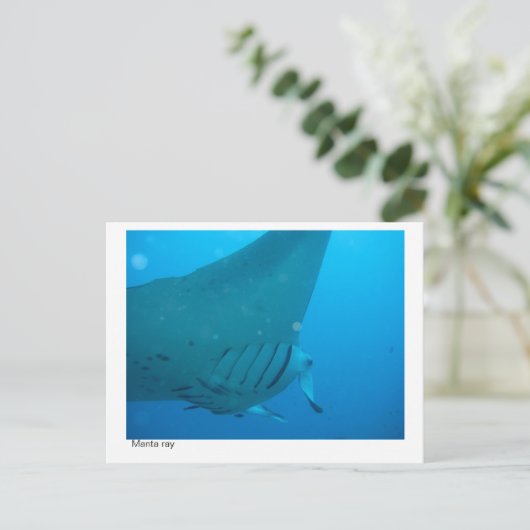 Postkarte für Mantarochen - 02 (Stehend Vorderseite)