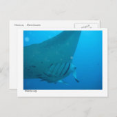 Postkarte für Mantarochen - 02 (Vorne/Hinten)