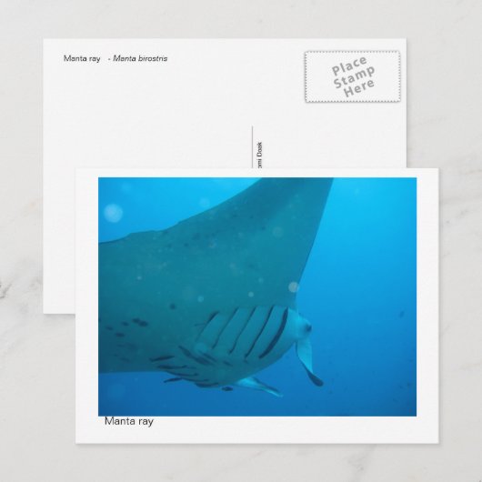 Postkarte für Mantarochen - 02 (Vorne/Hinten)