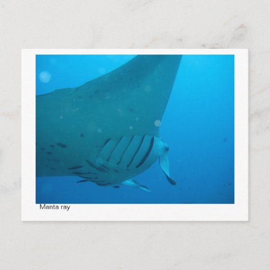 Postkarte für Mantarochen - 02 (Vorderseite)