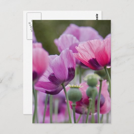 Postkarte für Mohnfelder (Vorne/Hinten)