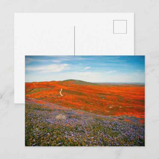 Postkarte für Mohnfelder (Vorne/Hinten)