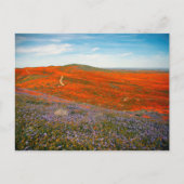 Postkarte für Mohnfelder (Vorderseite)