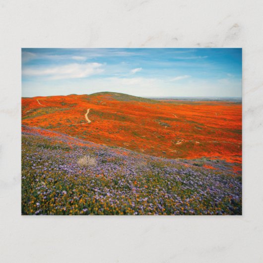 Postkarte für Mohnfelder (Vorderseite)