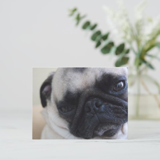 Postkarte für nahen Mops (Stehend Vorderseite)